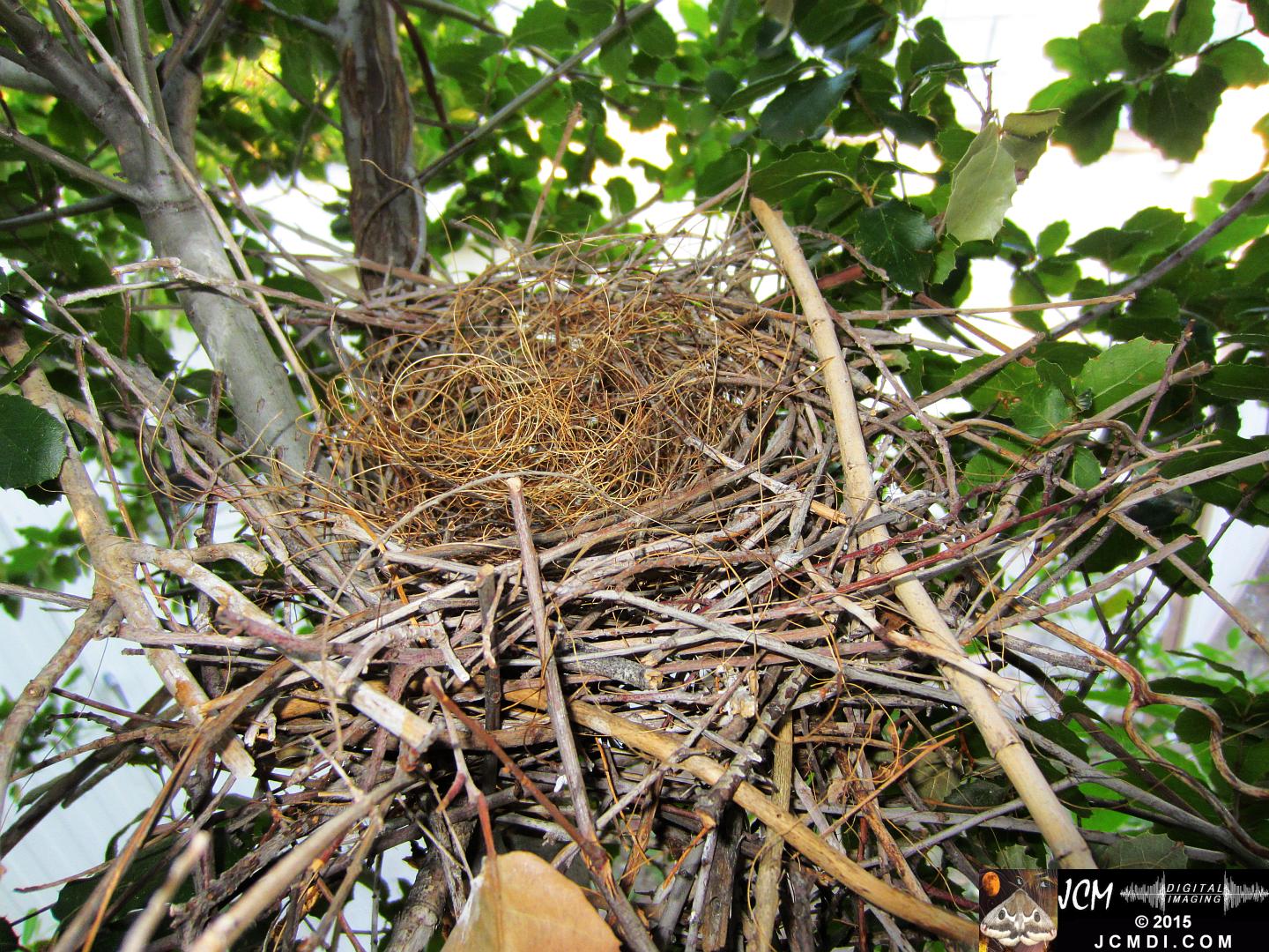 Scrub Jay nest disassembly � birds take apart their old nest using material to build a new one. JCMDI.COM